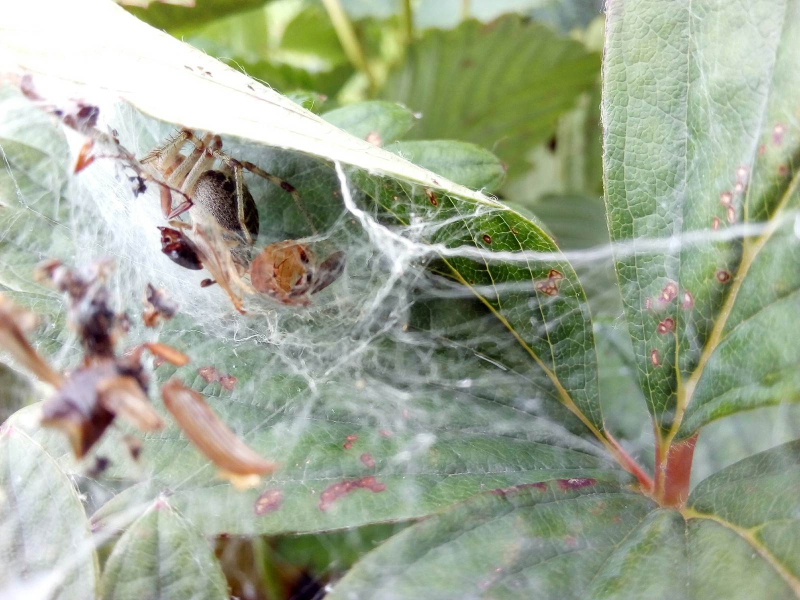 strawberry spider - My, Spider, Nature, Strawberry, Web, Insects, Arthropods, Longpost, Strawberry (plant)