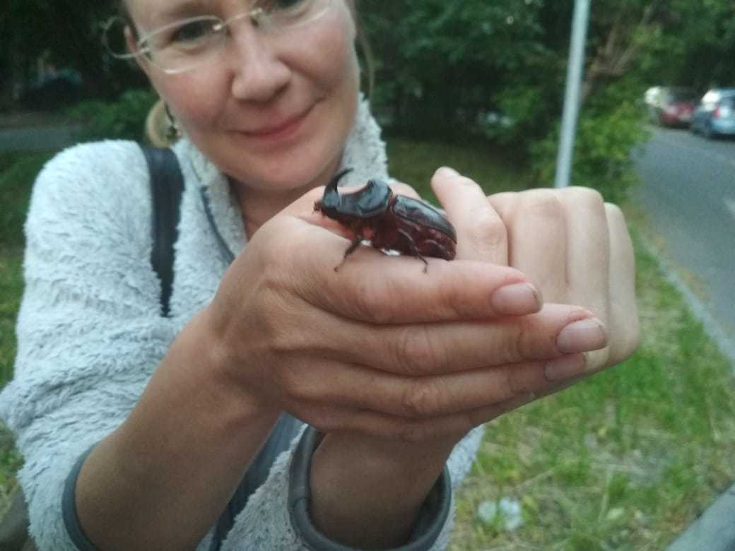 Who is on us with a rhinoceros? - My, Rhinoceros beetle, Moscow, The rescue, Longpost, Insects