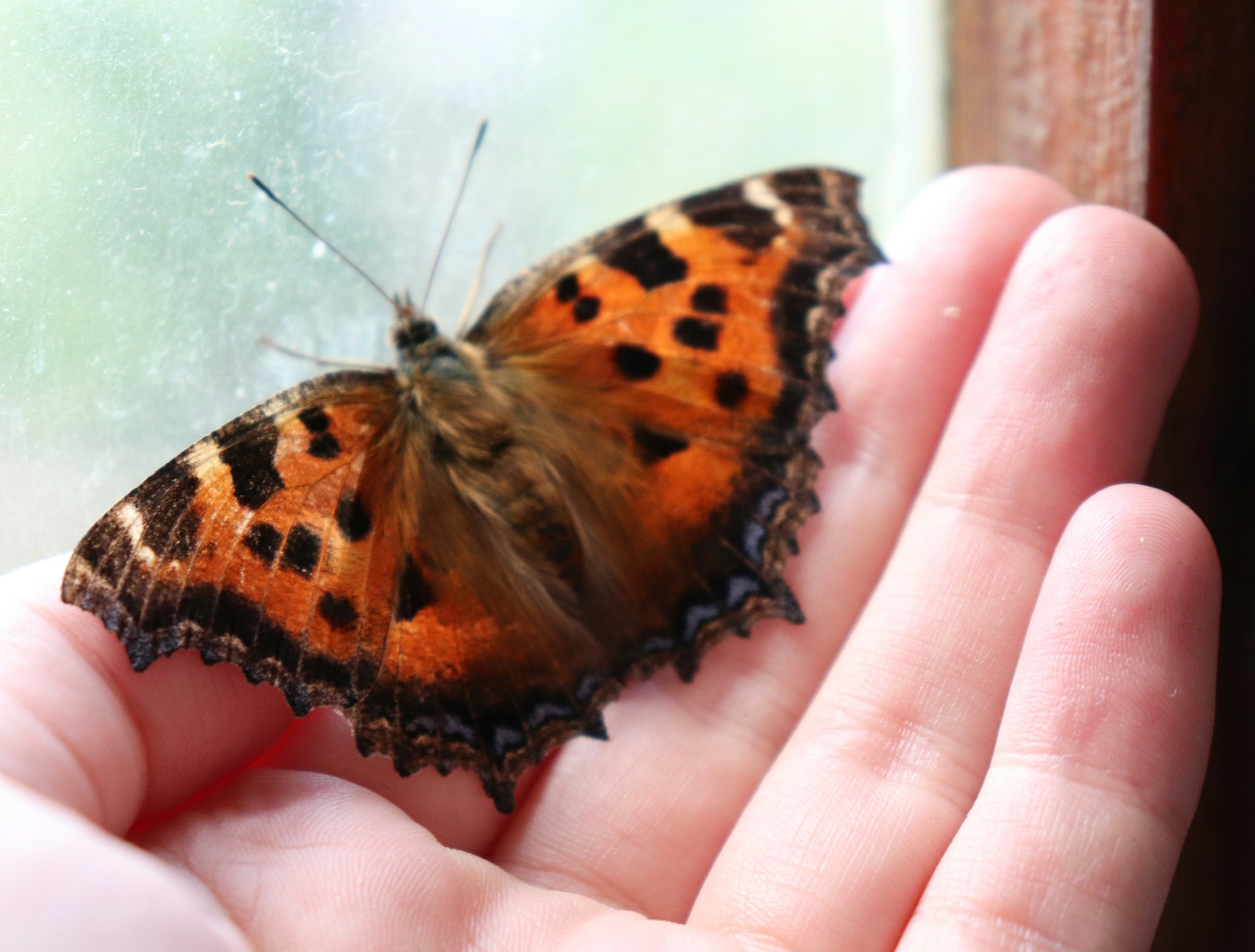 Unexpected guest - My, Butterfly, The photo, Nature, Canon, Uninvited guests, Milota, Unusual, Unexpected, Longpost