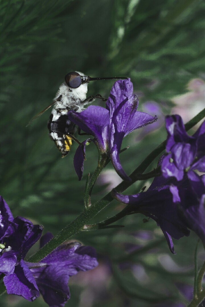 Get-togethers - My, Insects, Macro, Beginning photographer, I want criticism, Macro photography