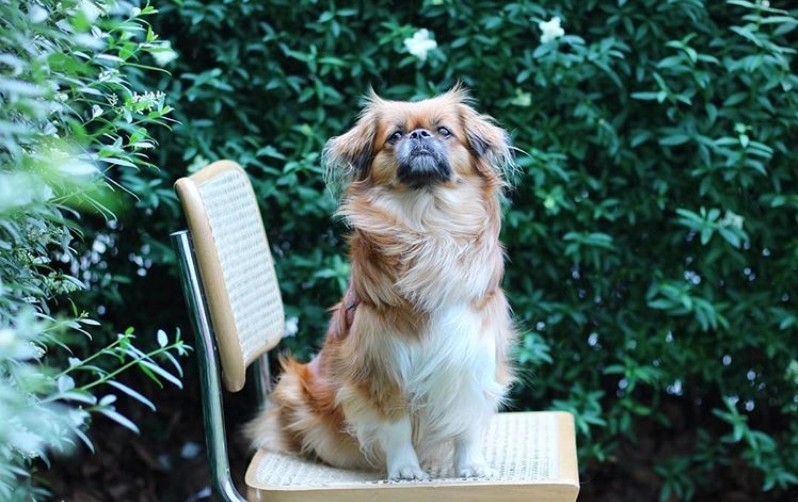 Tibetan spaniel, origin. - Long post with continuation, Dog breeds, Longpost, Dog