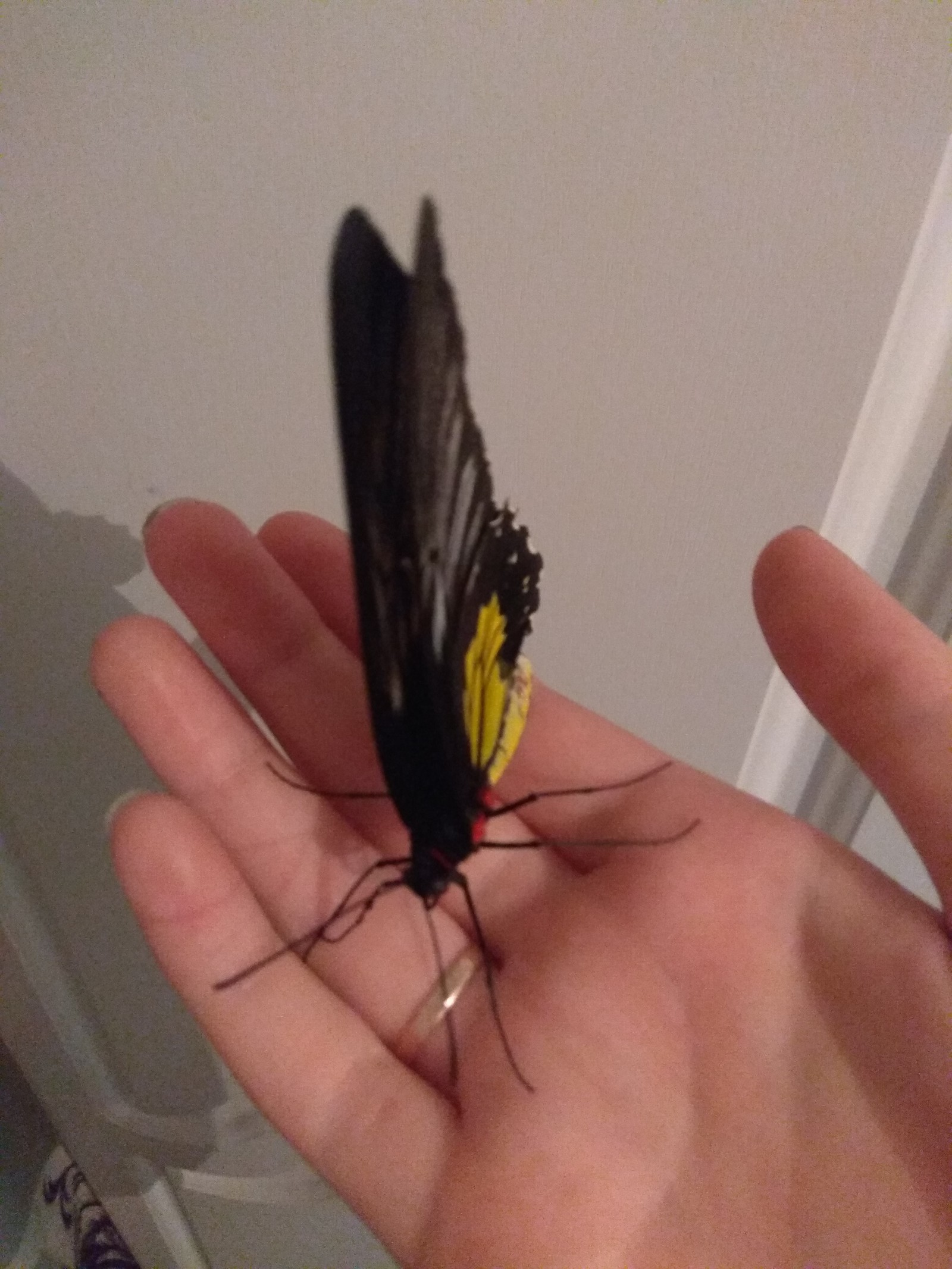 An interesting gift in the form of a living tropical butterfly - My, Butterfly, Presents, Longpost