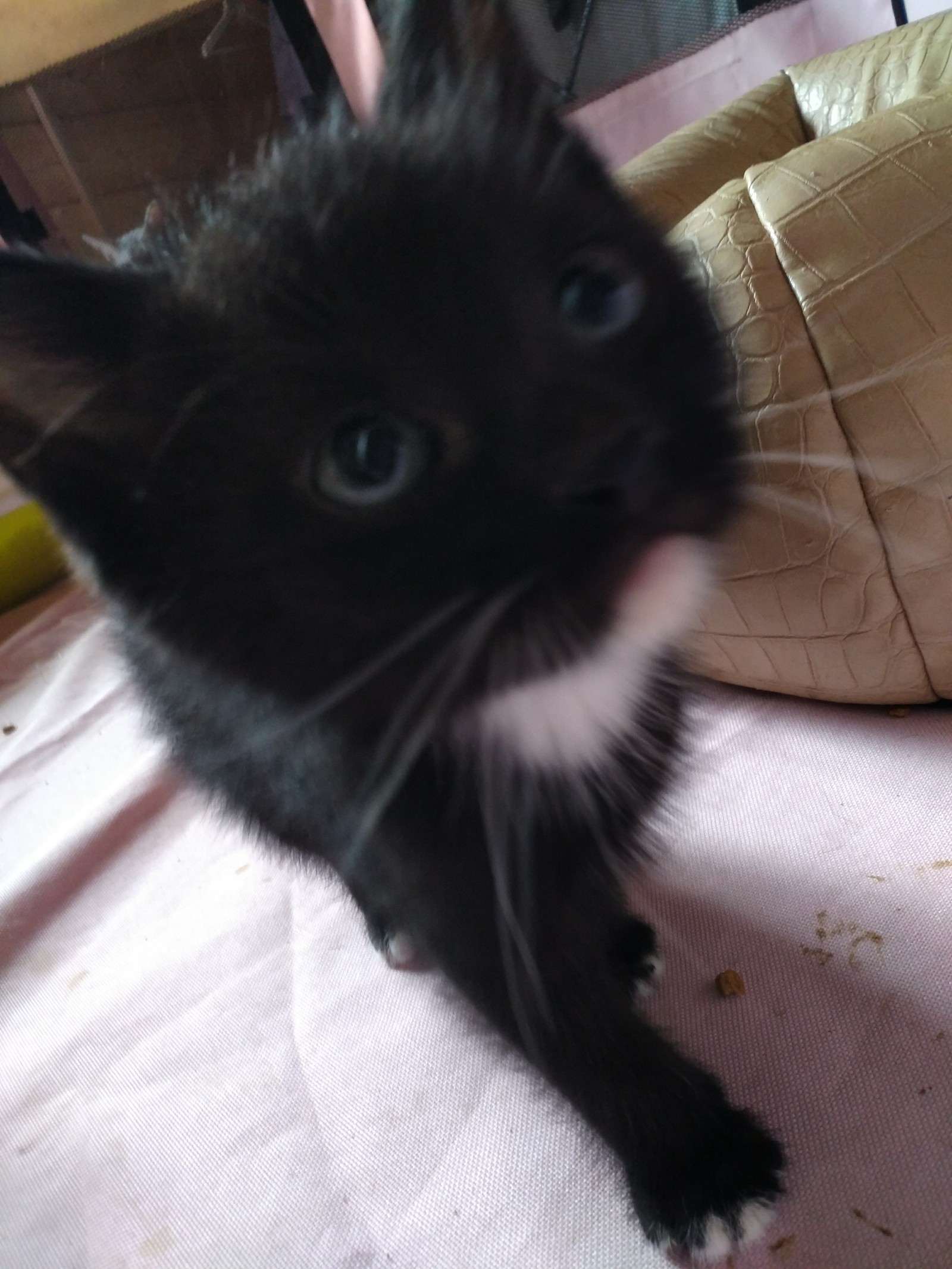 Kittens Moscow - My, Kittens, Moscow, No rating, In good hands, I will give, Is free, Longpost, cat