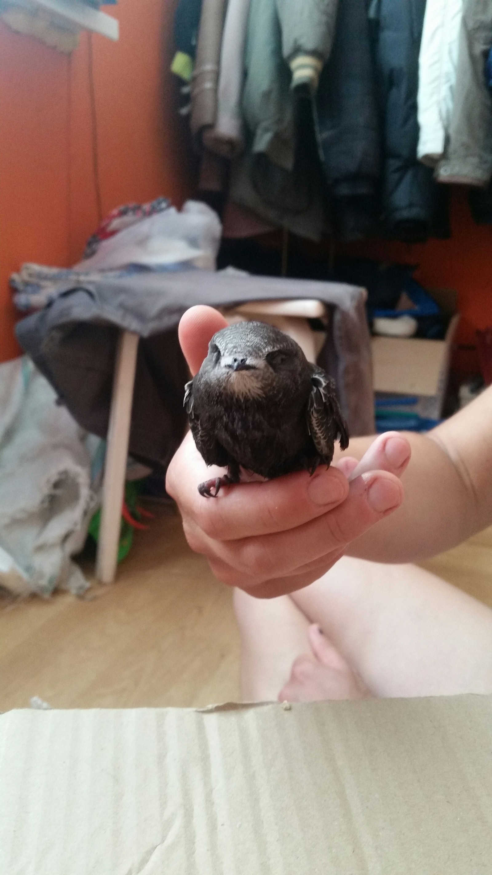 Swifts - Chick, Help, Swift, No rating