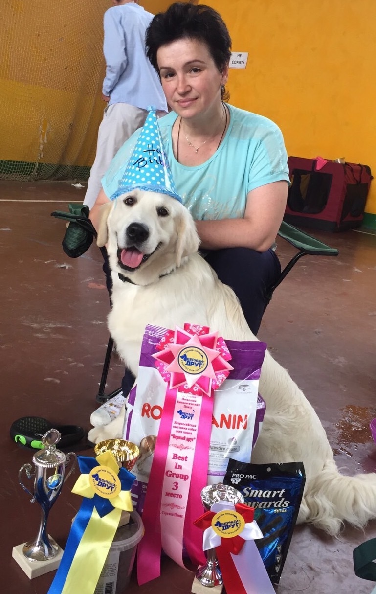 golden birthday boy - My, Golden retriever, Dog show, Dog, Longpost