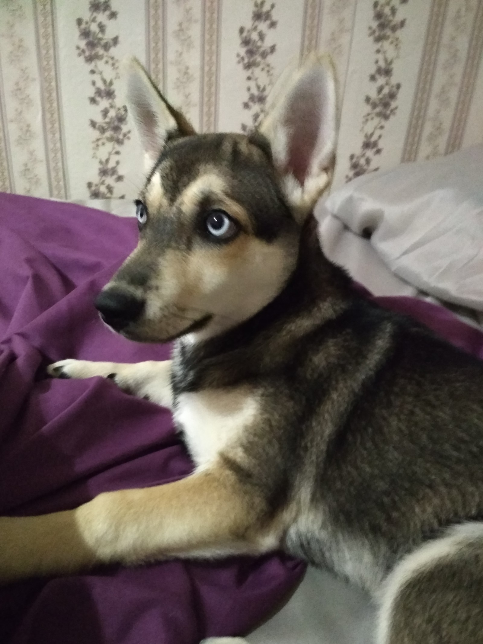 Help me find out whose dog mix - My, Hybrid, Husky, My, Dog, Longpost