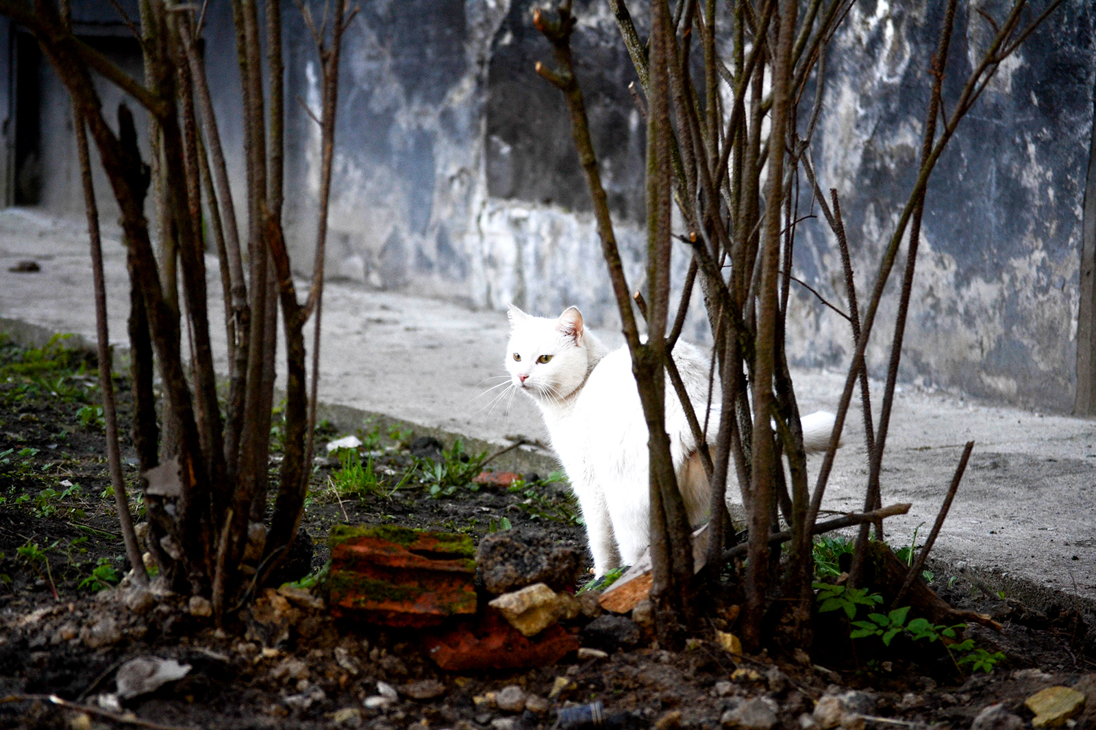 street kings - My, cat, The street, Homeless, Longpost, The photo