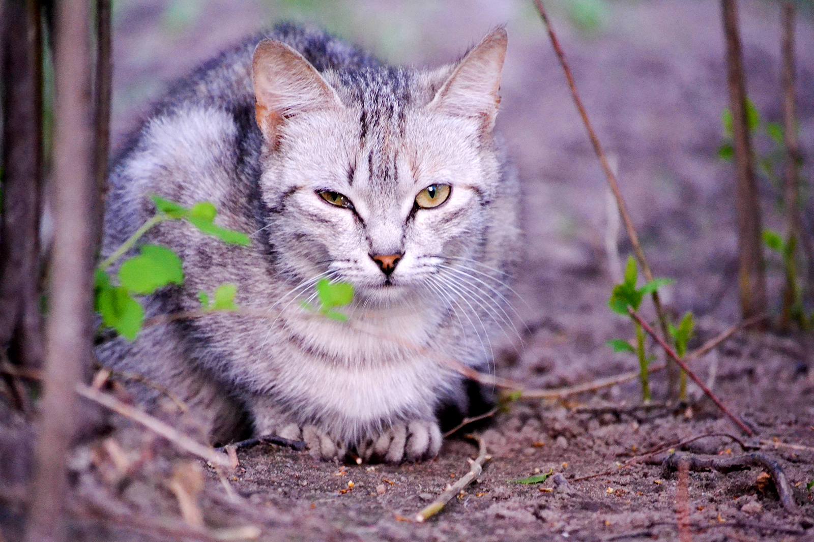 street kings - My, cat, The street, Homeless, Longpost, The photo