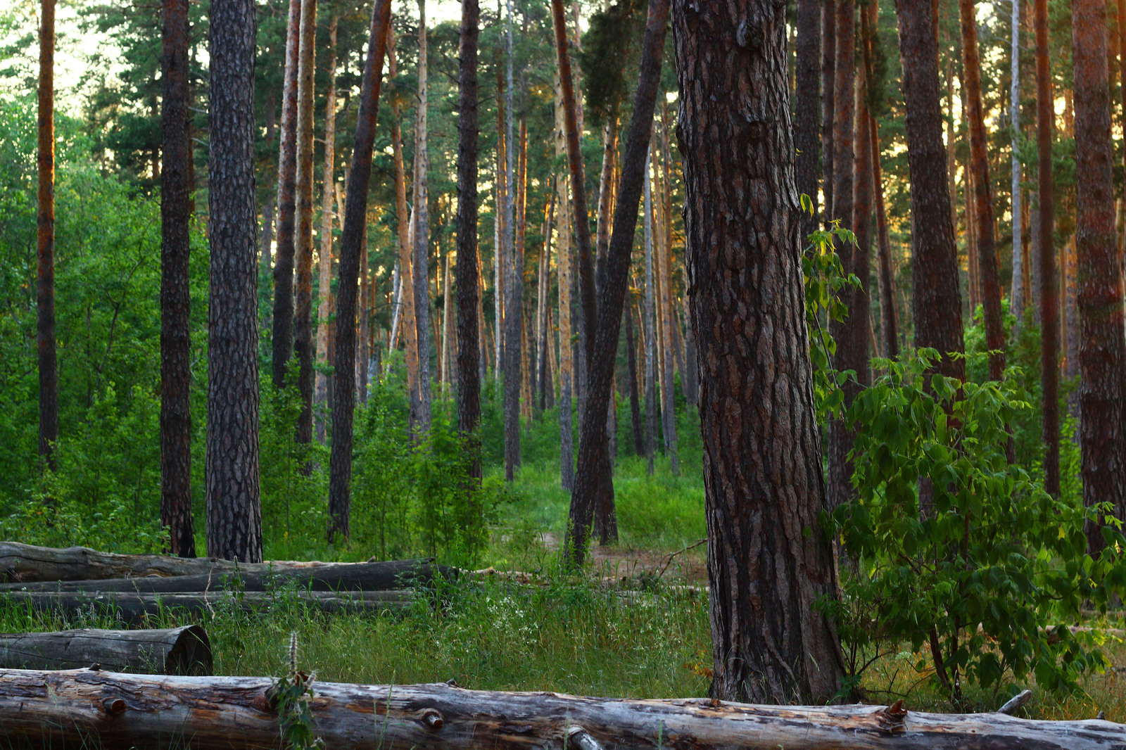 Evening forest - My, The photo, Forest, Sunset, Evening, beauty, Tolyatti, Beginning photographer, Longpost, Nature