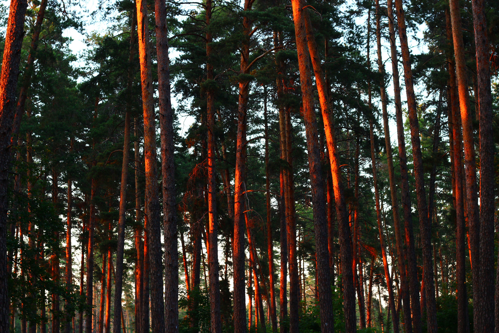 Evening forest - My, The photo, Forest, Sunset, Evening, beauty, Tolyatti, Beginning photographer, Longpost, Nature