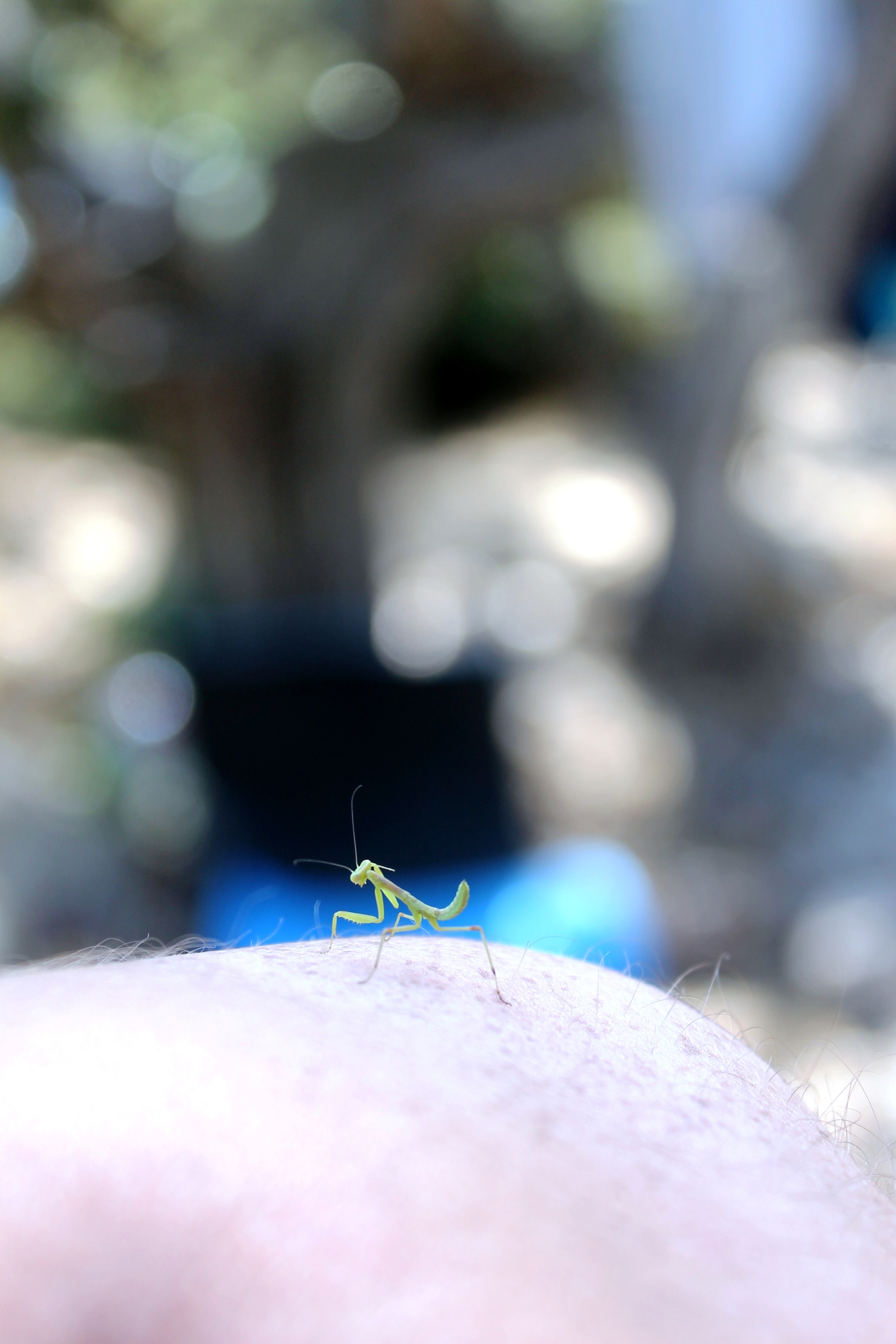 Photo with praying mantis - My, Mantis, Insects, Crimea, Hike, Longpost