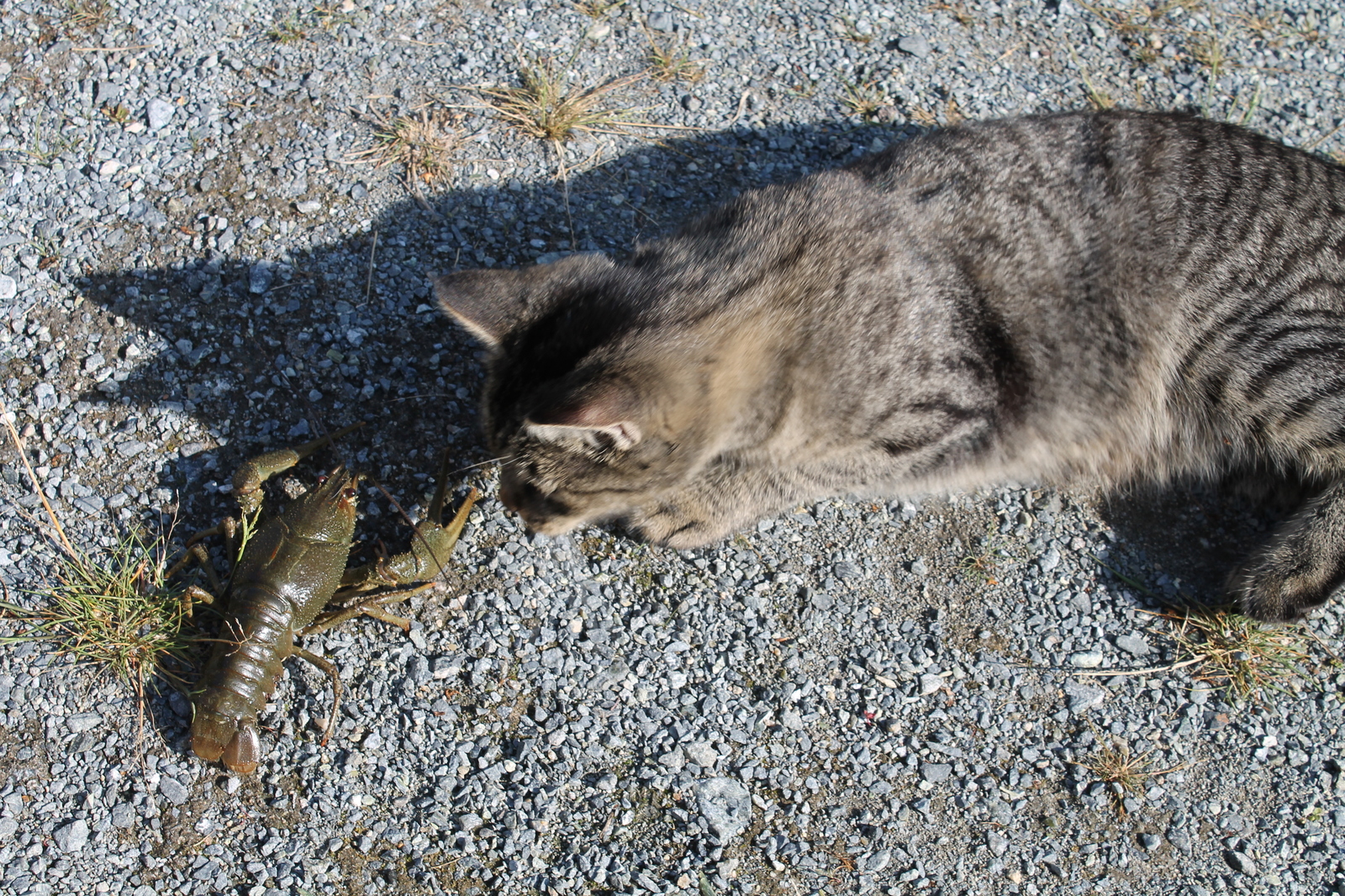 Love at first sight. - My, cat, Crayfish, Longpost