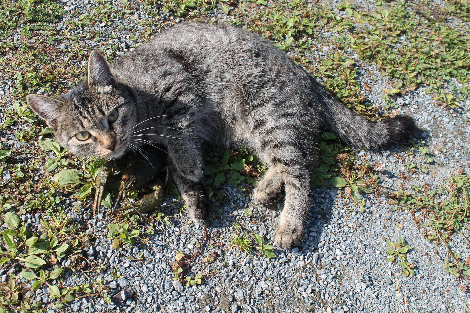 Love at first sight. - My, cat, Crayfish, Longpost