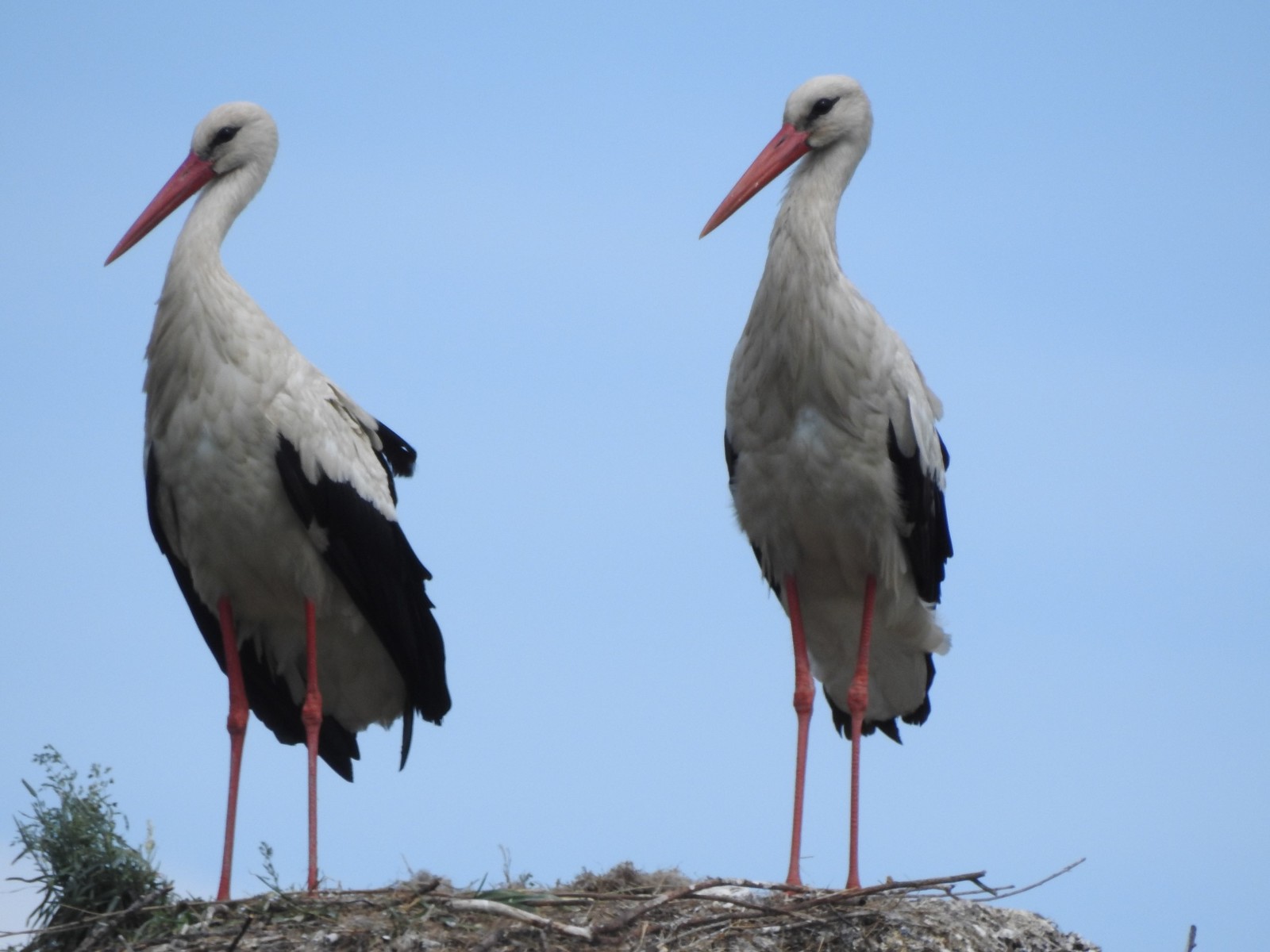 Birds - My, Birds, My, Longpost