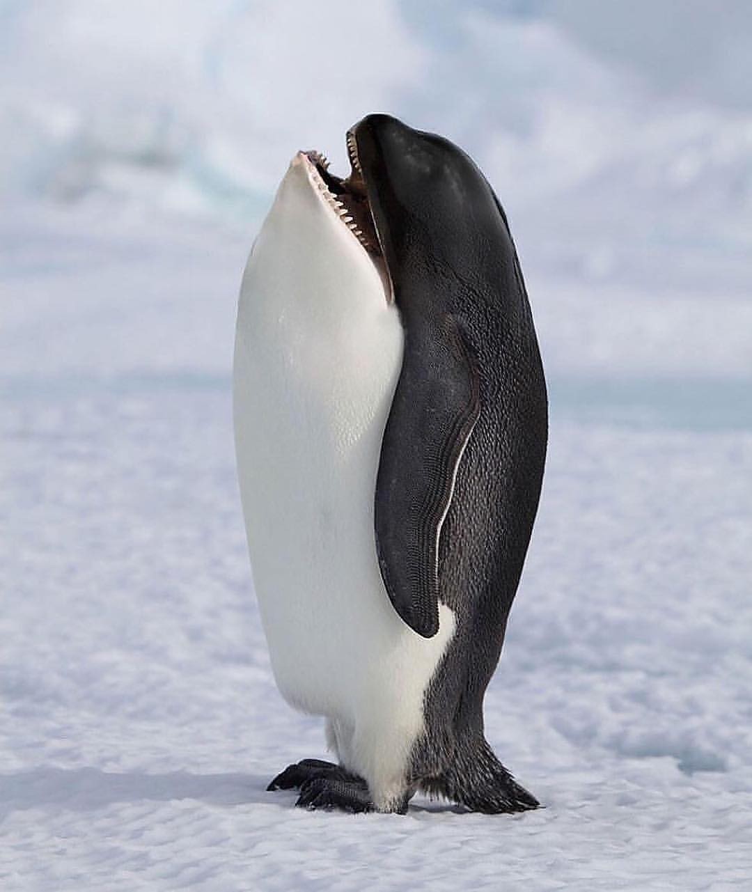 Who is it) - The photo, wildlife, Penguins, Killer whale