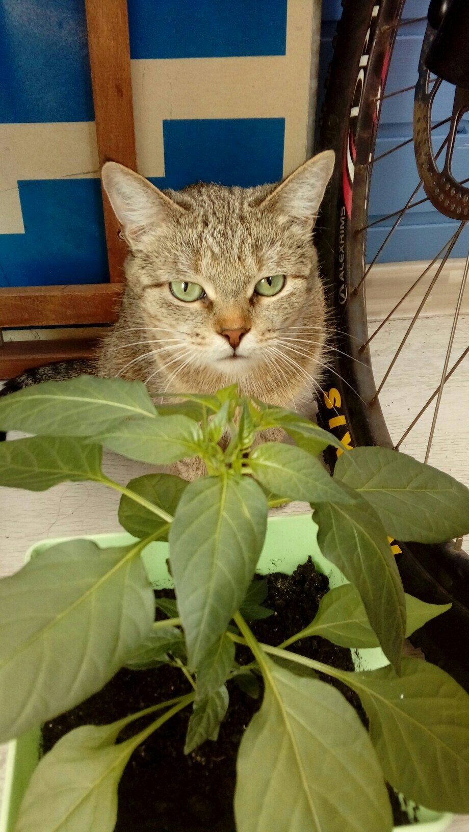 Cat vs. Pepper - My, cat, Who will win, Kus, A second before, Chilli, Longpost