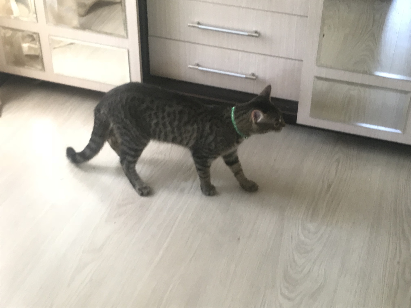 Found cat - Lost, cat, Search, No rating, Moscow