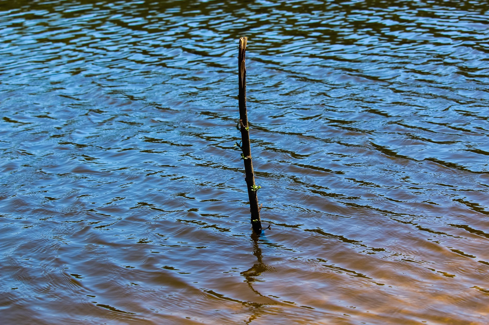 Photo bike ride - My, Longpost, The photo, Youtube, Video, Nature, Dzerzhinsk, Canon 1300d, Huawei mate 9