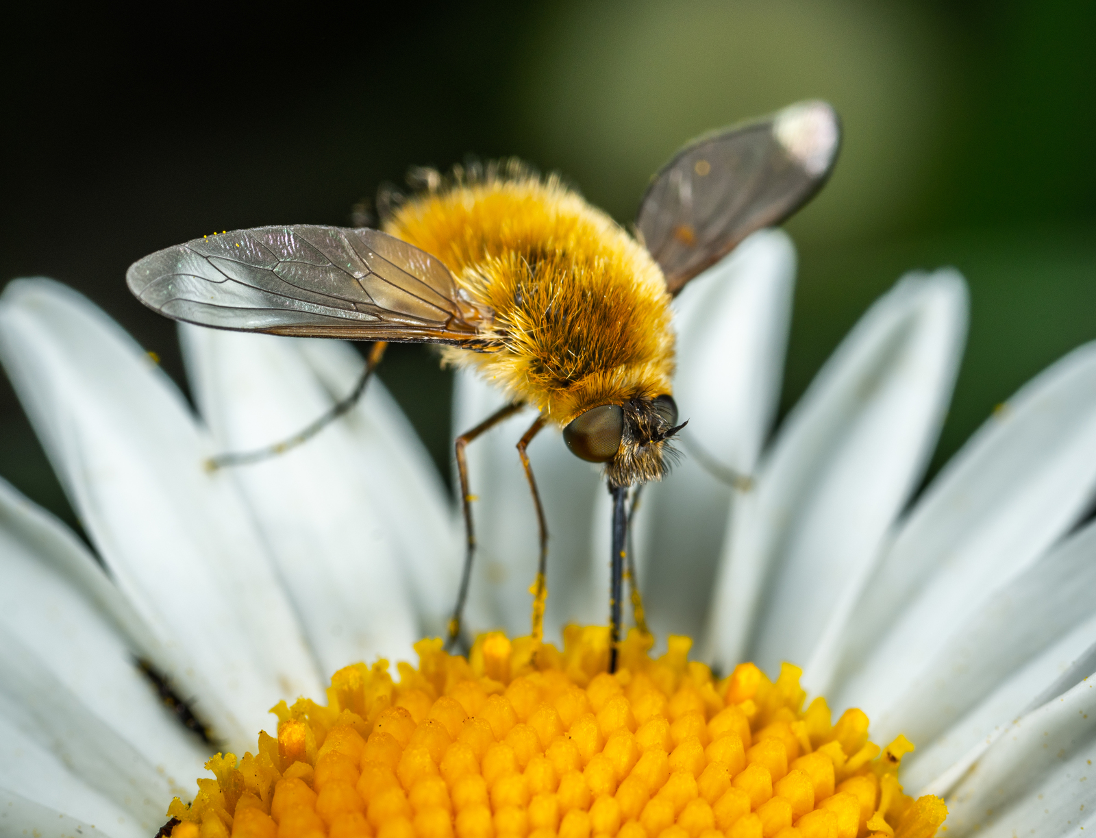 Buzzing on chamomile - My, , Macro, Macrohunt, Mp-e 65 mm, Insects, Macro photography