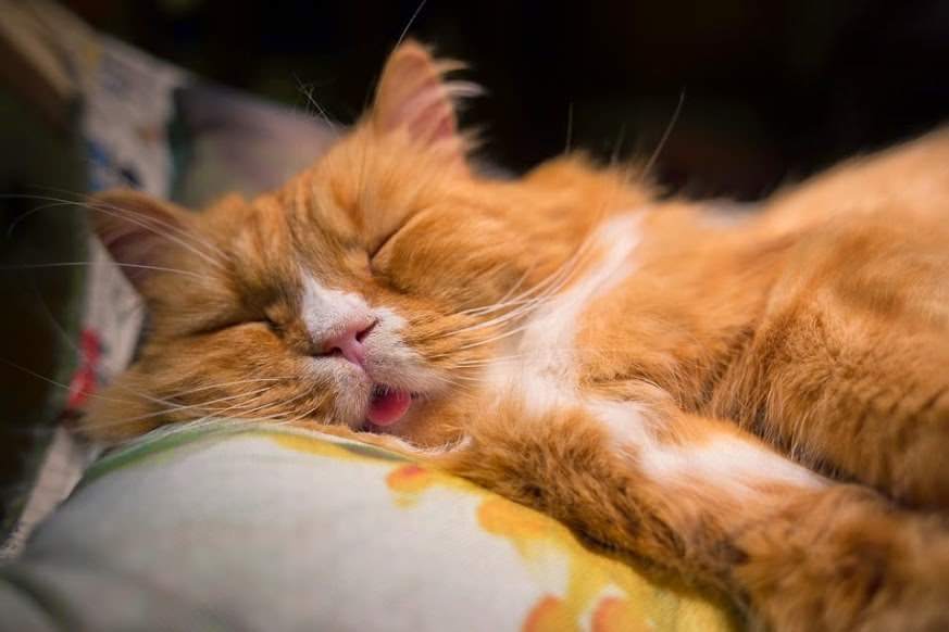Коты спят по 20 часов в сутки | Пикабу