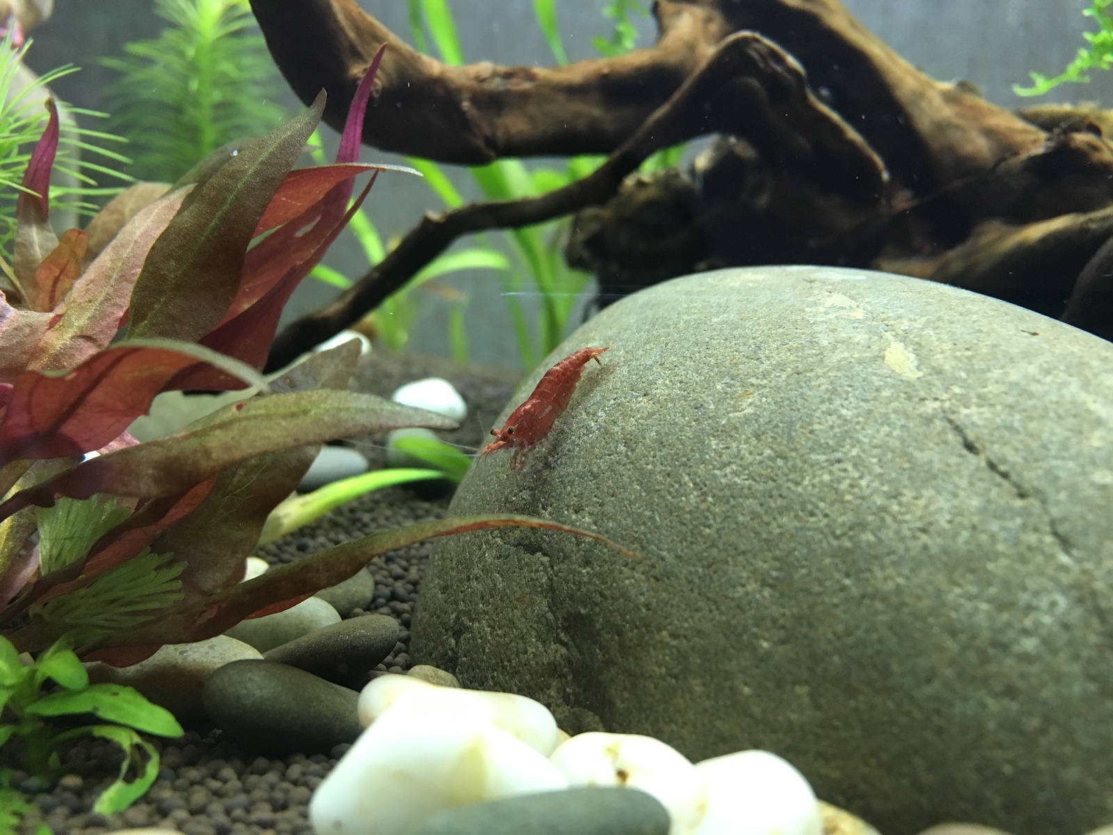 My first shrimp. - My, Aquarium, Shrimps, Hobby, Living water, Longpost