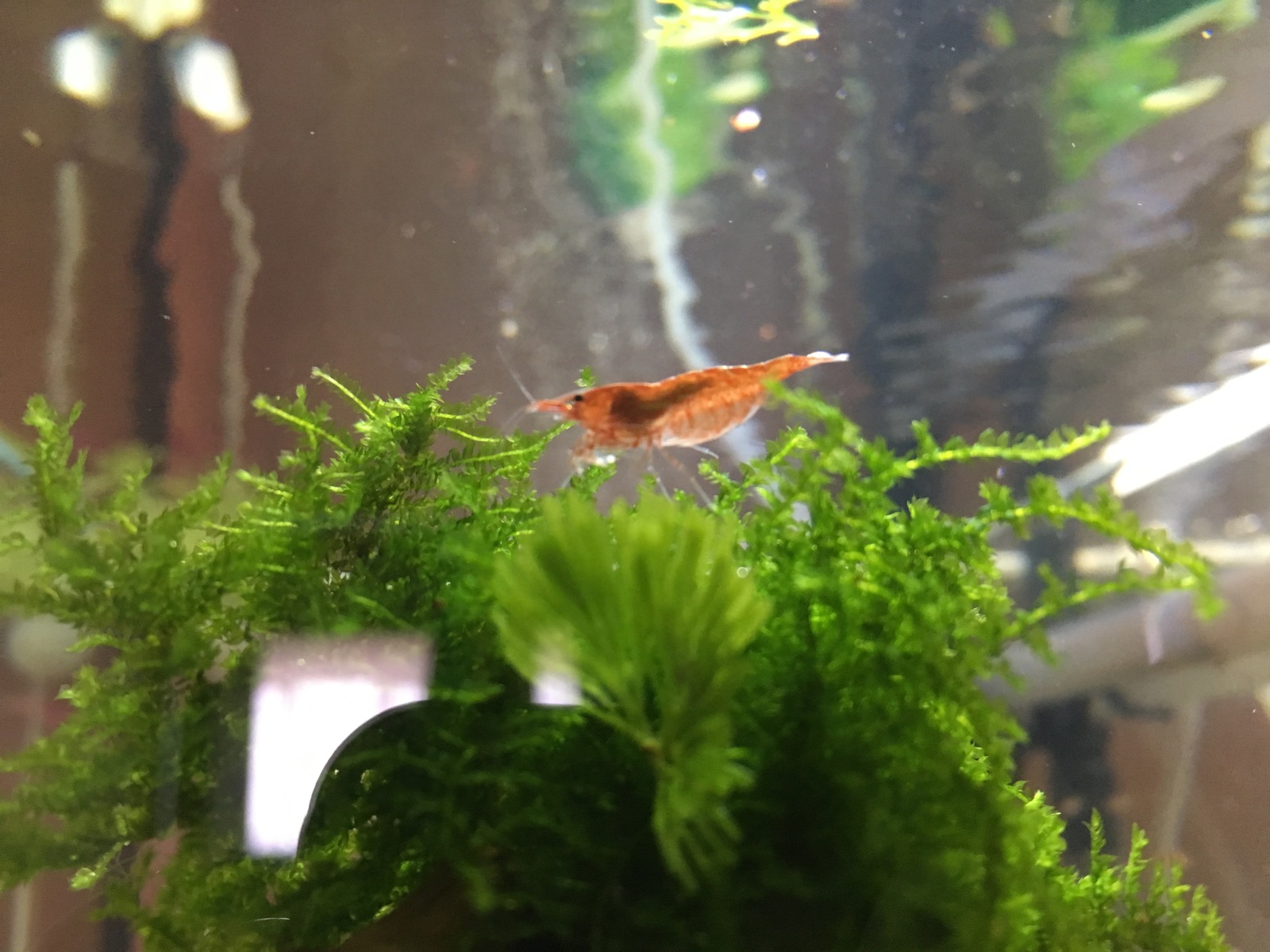 My first shrimp. - My, Aquarium, Shrimps, Hobby, Living water, Longpost