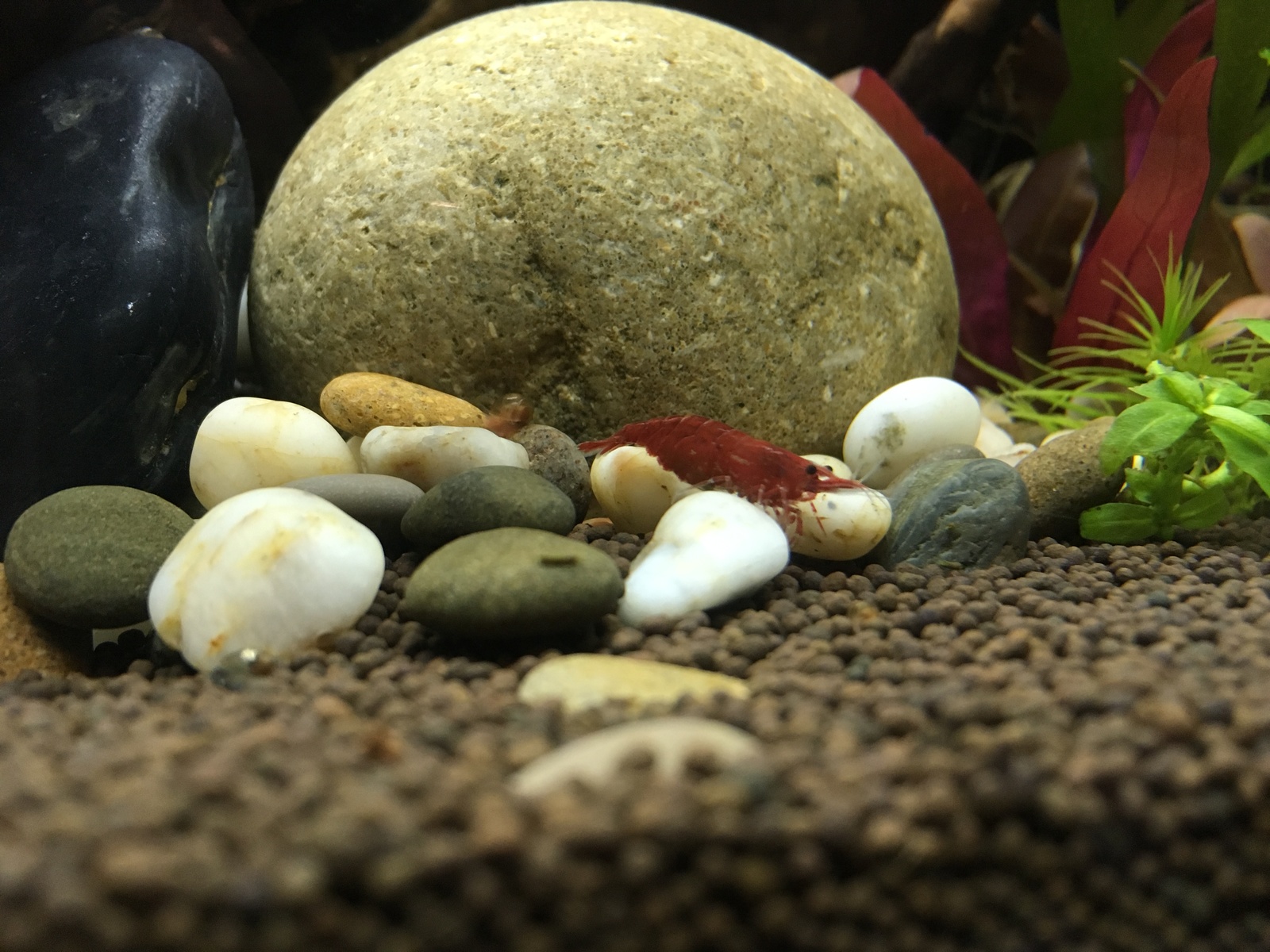 My first shrimp. - My, Aquarium, Shrimps, Hobby, Living water, Longpost