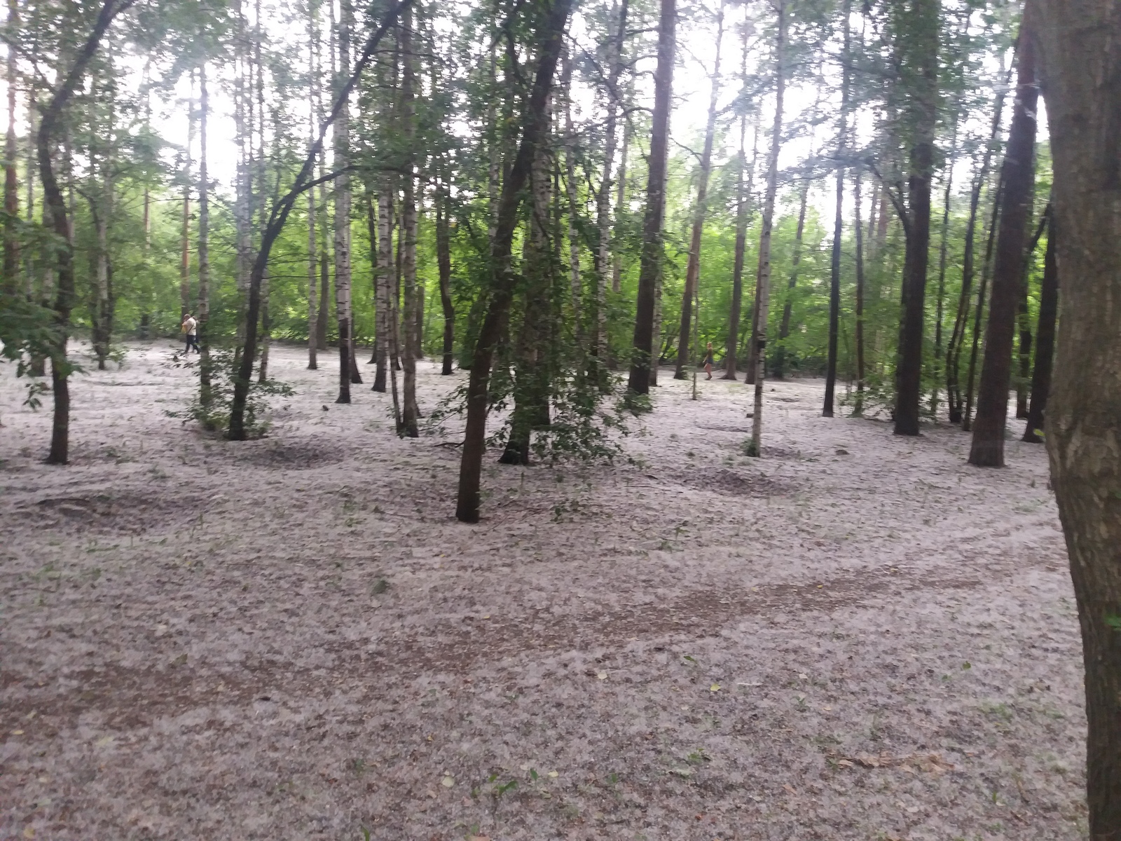 Allergic nightmare. - My, Poplar fluff, Heat, July, Yekaterinburg, The park, , , , Video, Longpost