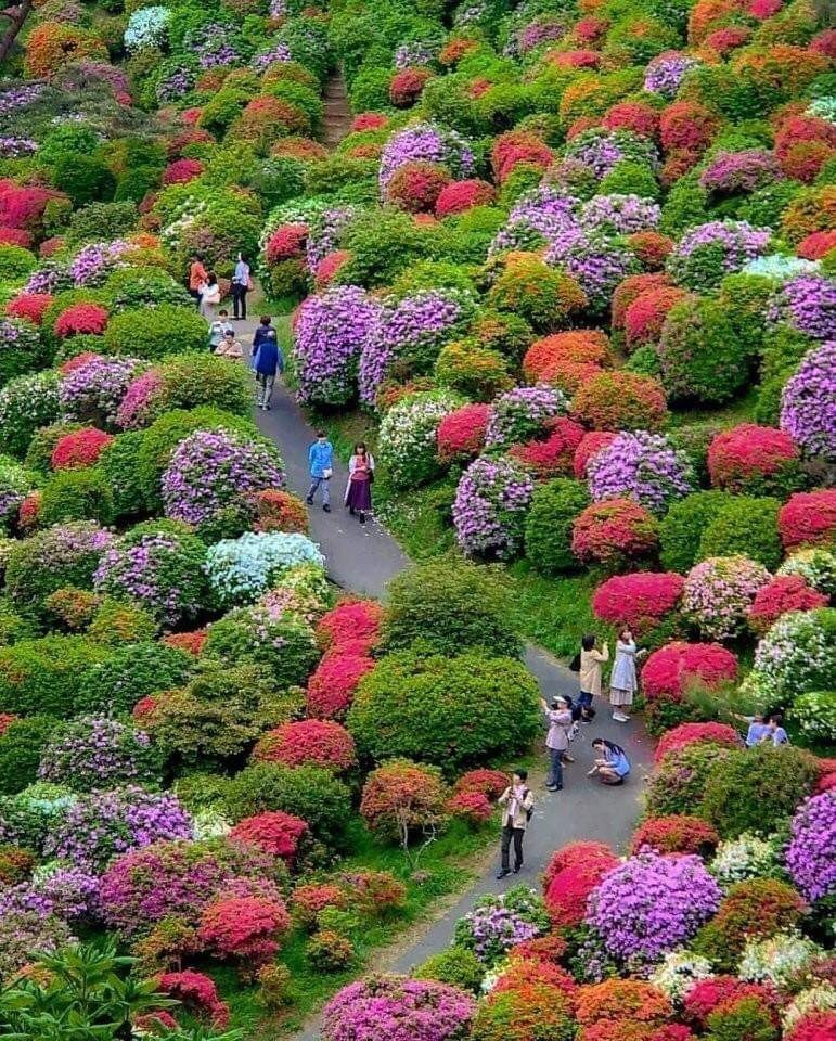 Magic Garden, Japan - Garden, Japan, Landscape