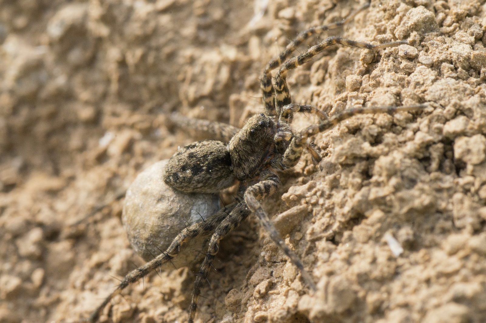 Wolf Spider - My, Spider, Macro, Sony alpha 580, Tamron, Macro photography