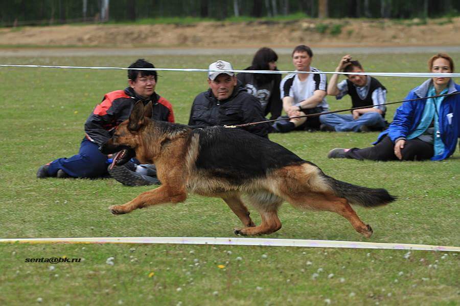 Statics and movement - My, German Shepherd, Dog, Longpost