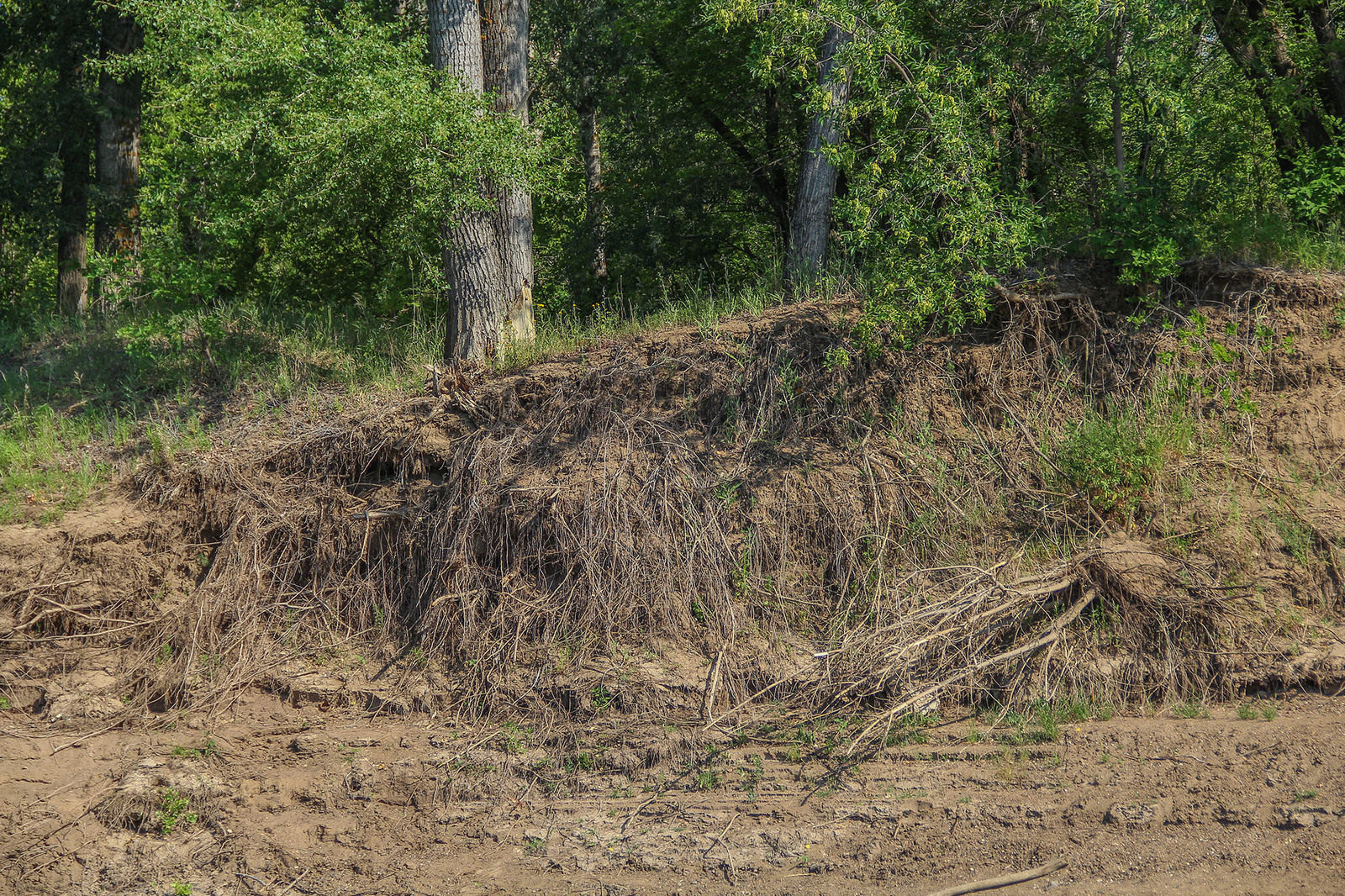 A bit of the Ural River in your feed - My, Ural, River, Alloy, Nature, Animals, Longpost