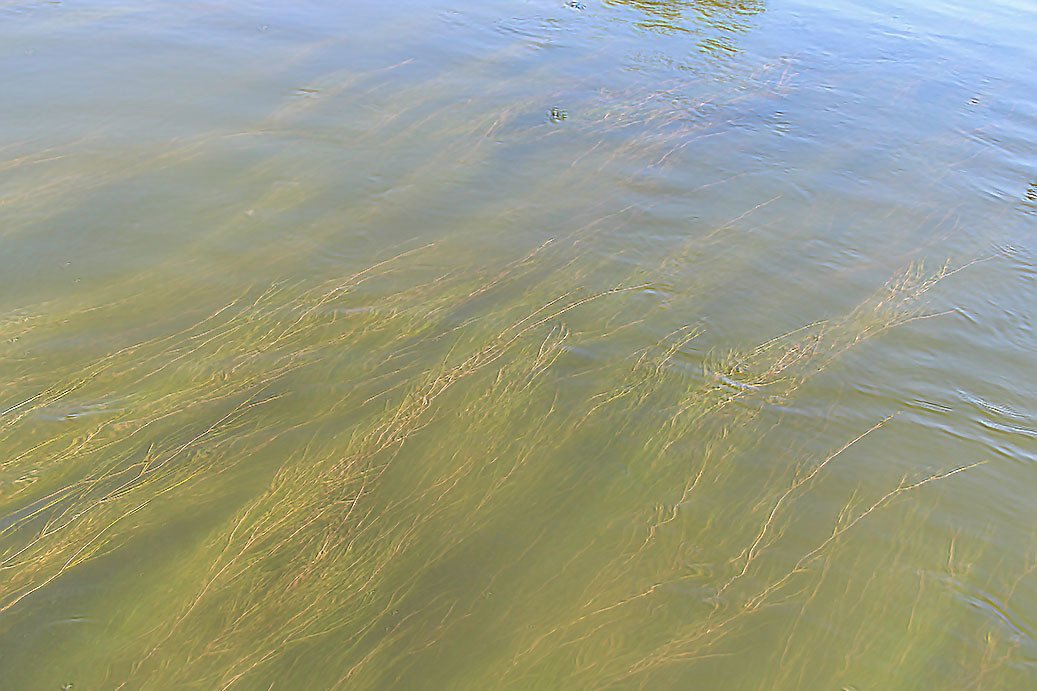 A bit of the Ural River in your feed - My, Ural, River, Alloy, Nature, Animals, Longpost