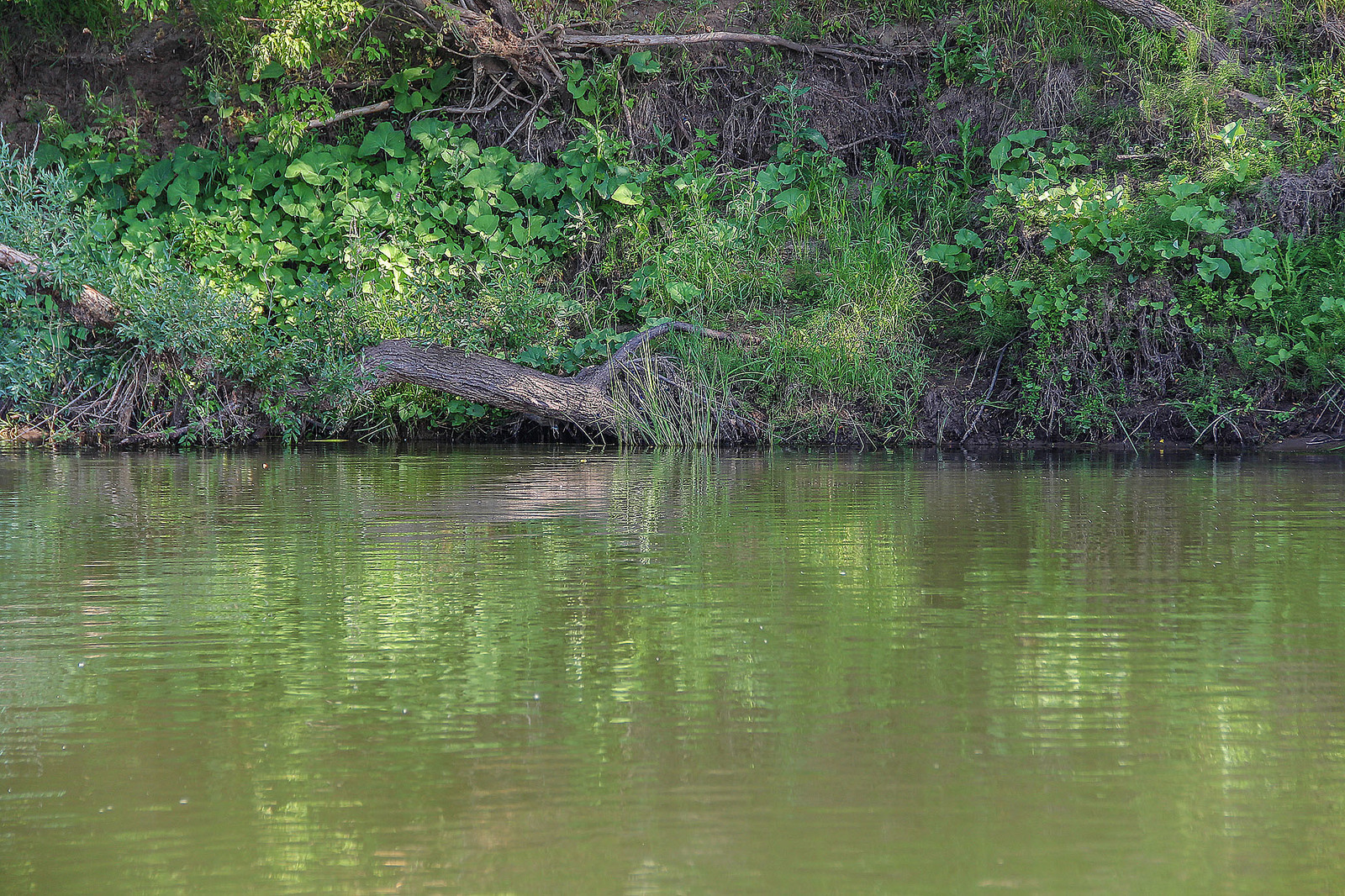 A bit of the Ural River in your feed - My, Ural, River, Alloy, Nature, Animals, Longpost