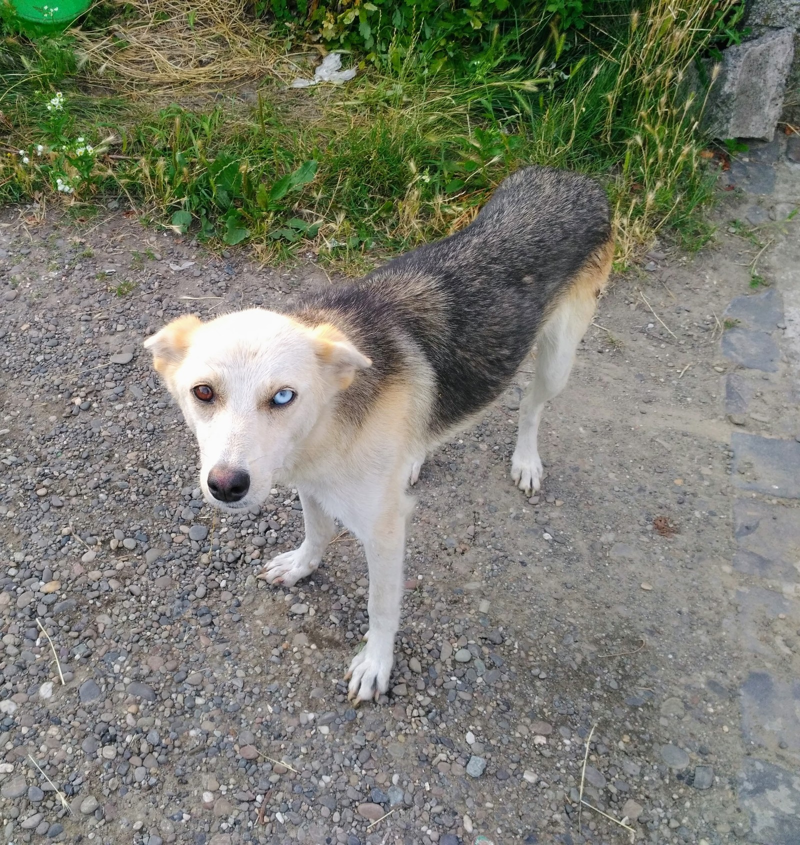 Handsome man - Dog, Eyes, Heterochromia