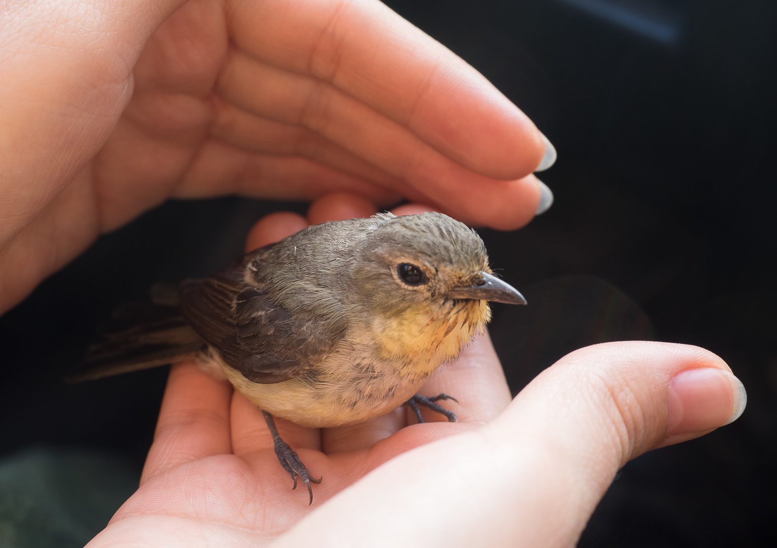 yellowback flycatcher - My, Flycatcher, Birds, , Longpost