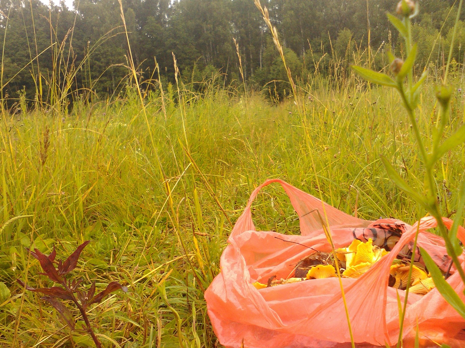 Season is open! - My, My, Silent hunt, Mushrooms, Chanterelles