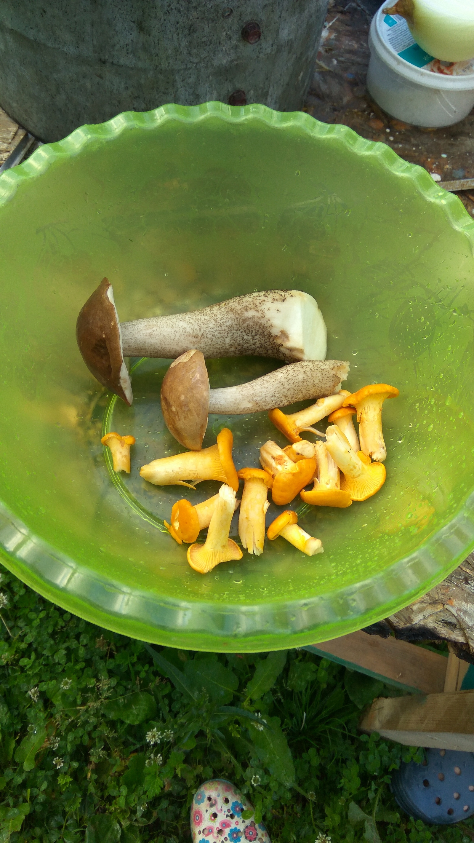 First harvest - Mushrooms, The photo, Chanterelles