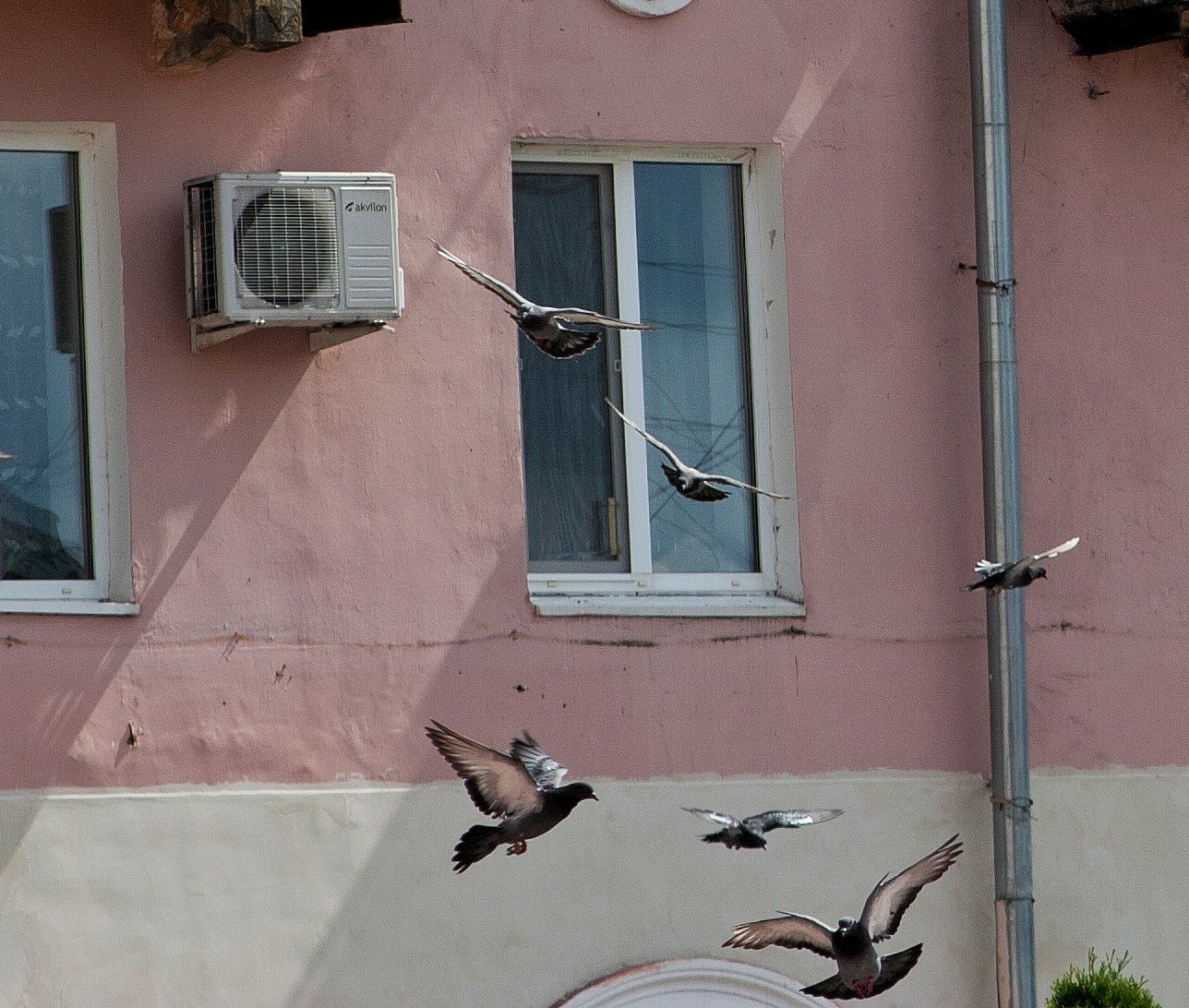 Pigeons in the province - My, Pigeon, House, Provinces, My, Longpost