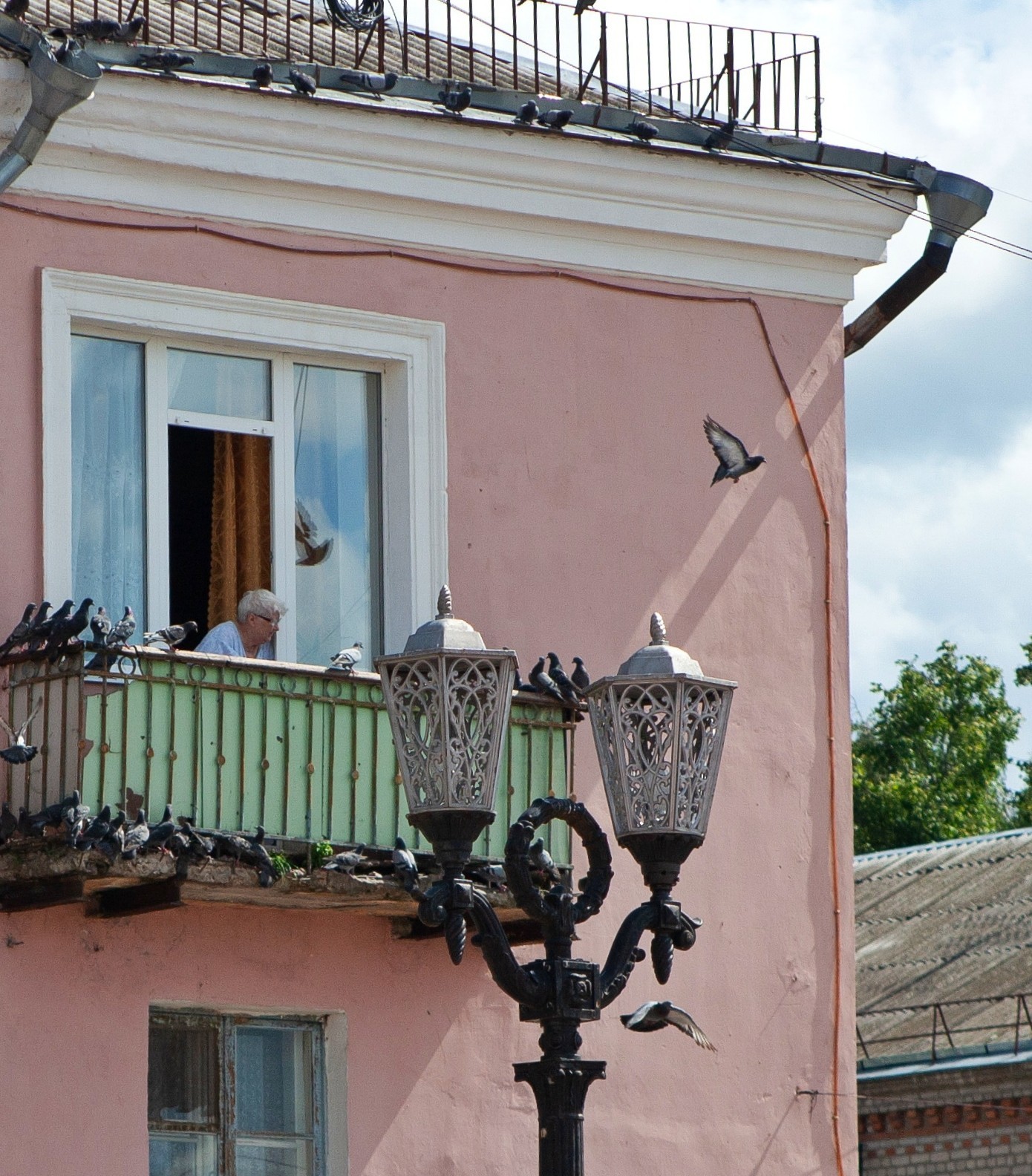 Pigeons in the province - My, Pigeon, House, Provinces, My, Longpost