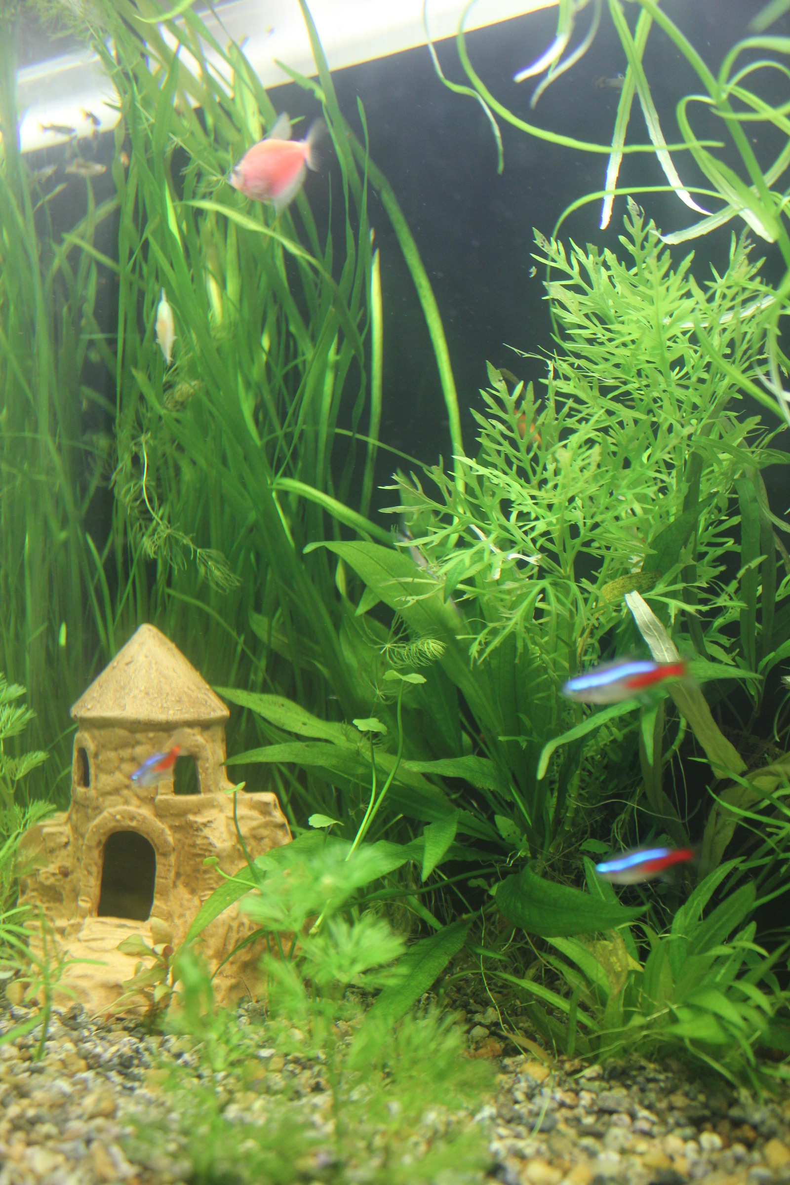 Little other world - My, Aquarium, Aquarium, Aquarium fish, Longpost