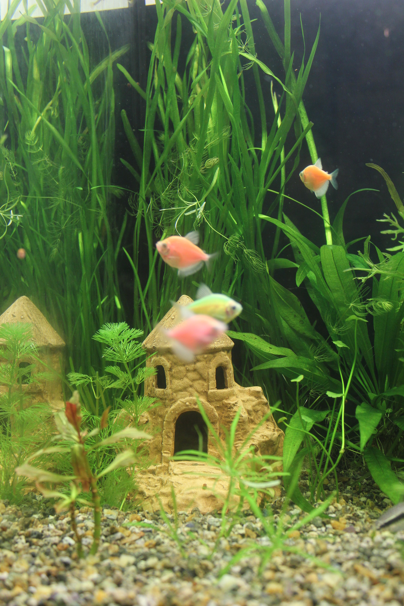 Little other world - My, Aquarium, Aquarium, Aquarium fish, Longpost