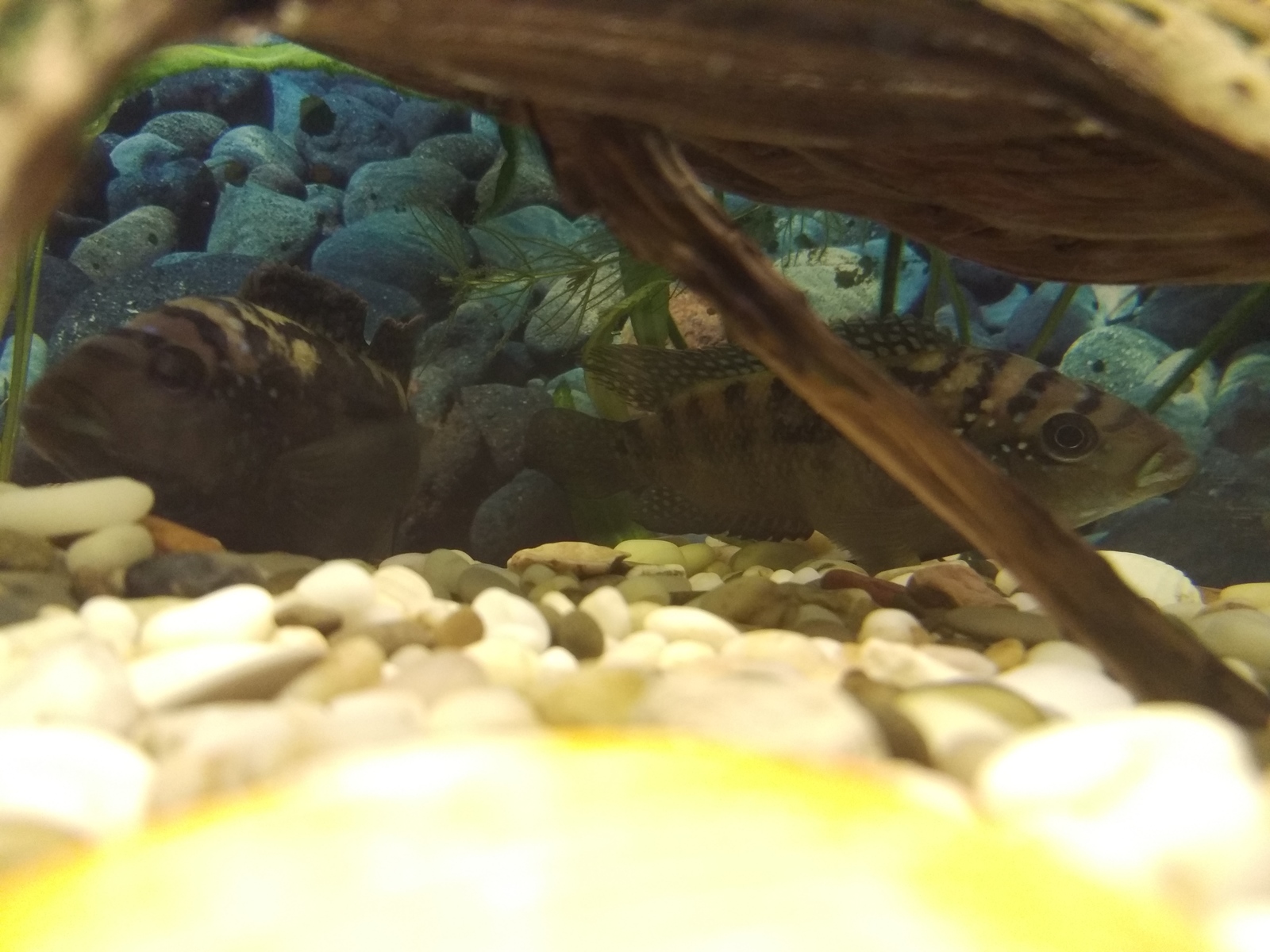 Question for cichlids - My, Cichlazomas, Spawning, Fight, Aquarium, Bees, Longpost