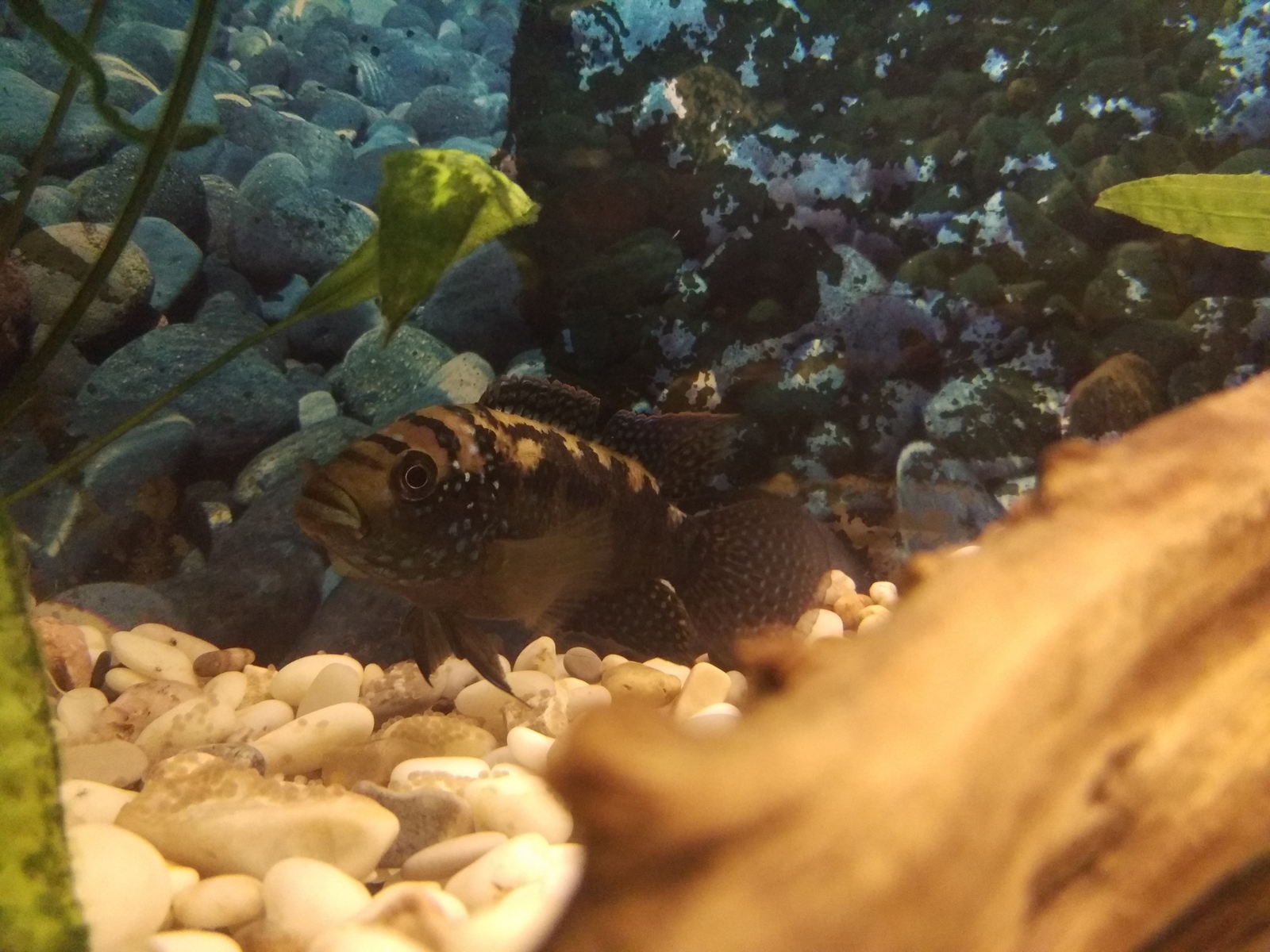 Question for cichlids - My, Cichlazomas, Spawning, Fight, Aquarium, Bees, Longpost