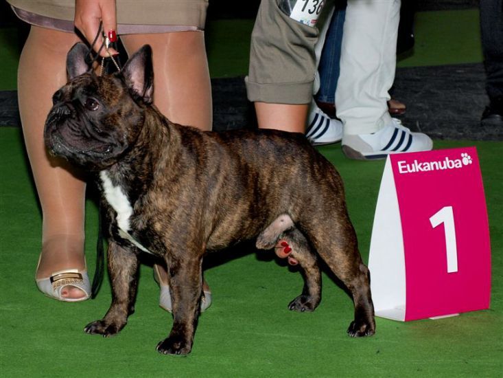 About breeds of dogs. - Dog, Dog breeds, French Bulldog, Video, Longpost