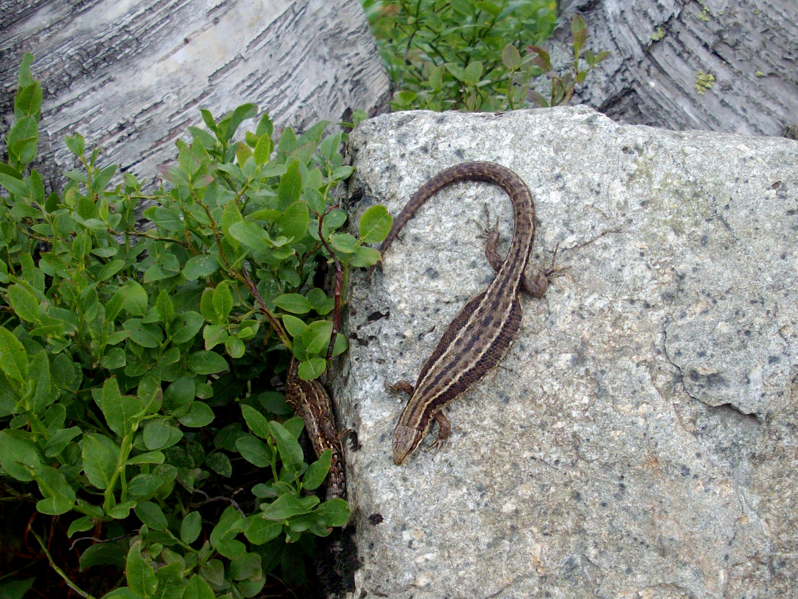 viviparous lizards - My, The photo, Animals, , Lizard