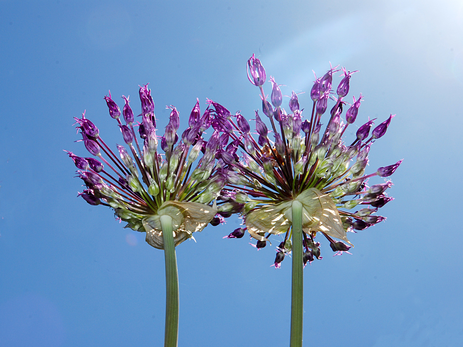 Ant's gaze into the sky - My, Onion, Flowers, Sky, Insects