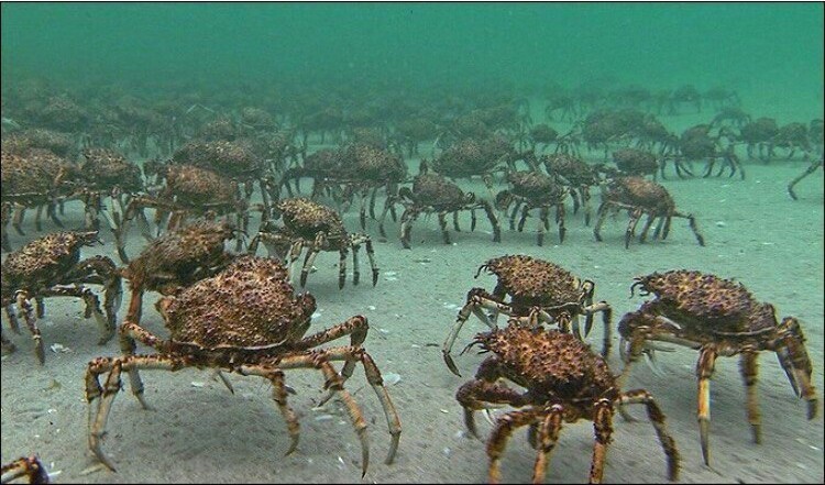 And now a serious question. Do crabs think fish can fly? - My, Rainbow crabs, Question, Sea