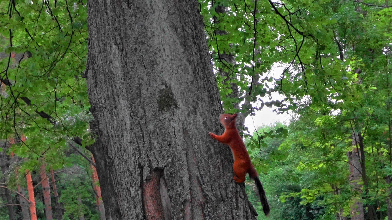 The nights are white, the nevks are liquid - My, Saint Petersburg, Street phishing, Fishing, A fish, Squirrel, Longpost