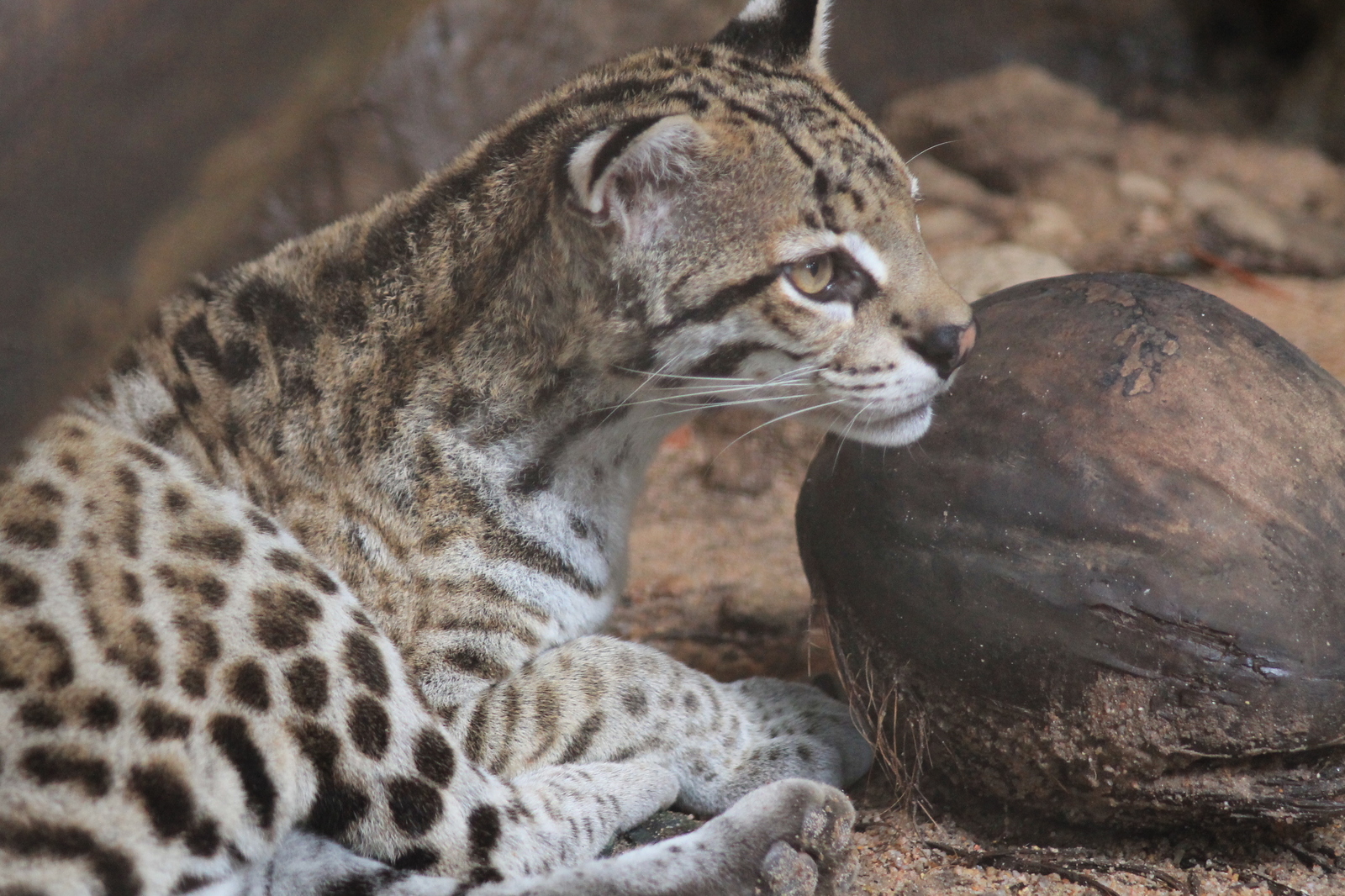 About zoos or continuation of a walk along Khao Kheow (Thailand) - My, Zoo, Thailand, Leisure, Tiger, Longpost